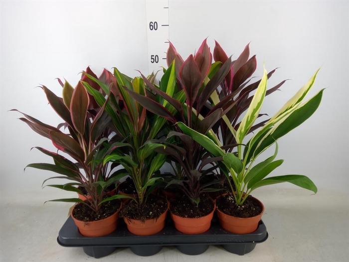 <h4>Cordyline   ...mix</h4>