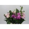 Dahlia Gemengd in fust