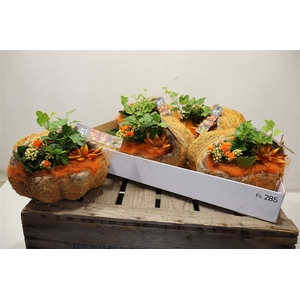 arr8 Arr Kamerpl In Kokosdraad Pumpkin