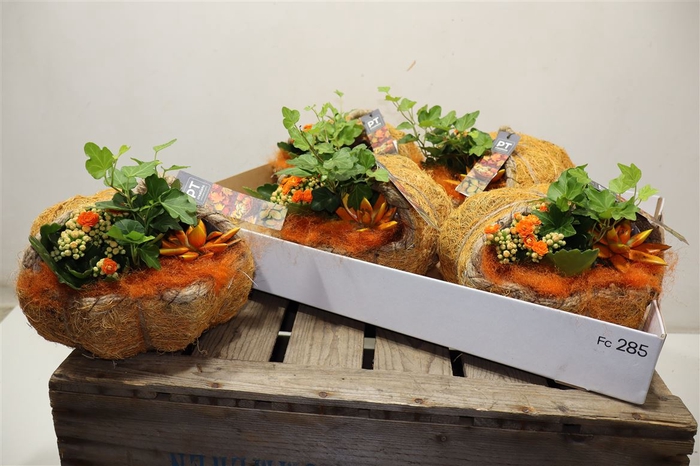 <h4>arr8 Arr Kamerpl In Kokosdraad Pumpkin</h4>