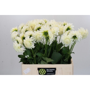 Dahlia Boom Boom White