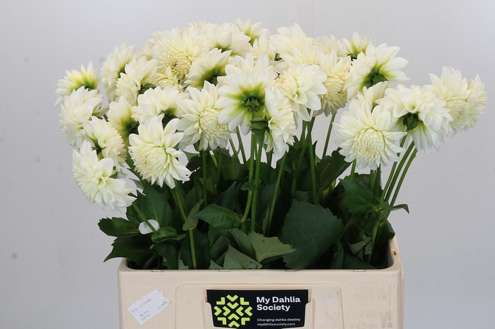 <h4>Dahlia Boom Boom White</h4>