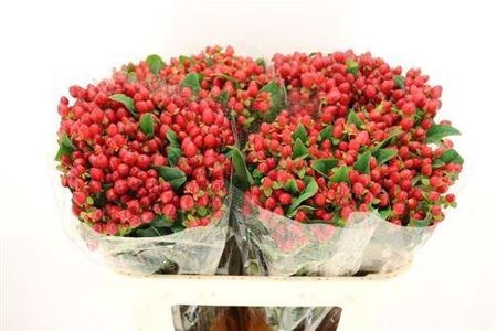 <h4>XXXX HYP MAG TRIUMPH    SF</h4>