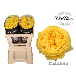R GR CATALINA@