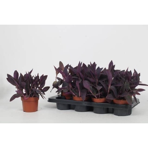 Tradescantia zebrina