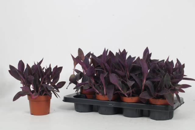 <h4>Tradescantia zebrina</h4>