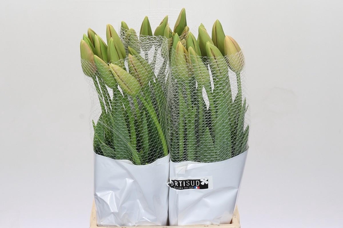 <h4>Tulipa en Menton</h4>