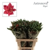 Alstroemeria Astronova Rigel