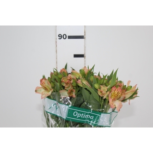 ALSTROEMERIA OPTIMA 080 CM