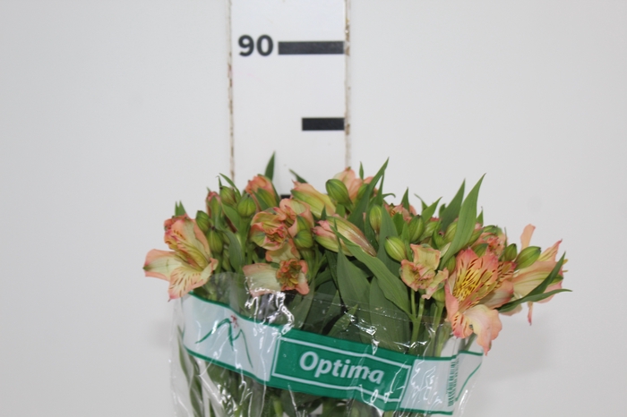 <h4>ALSTROEMERIA OPTIMA 080 CM</h4>
