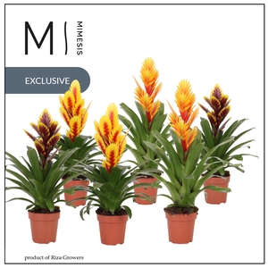 Vriesea gemengd