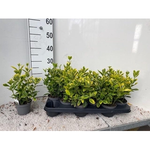 EUONYMUS JAPONICUS