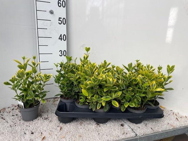 <h4>EUONYMUS JAPONICUS</h4>