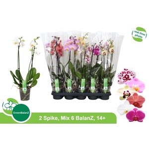 PHAL GEM 6 KL