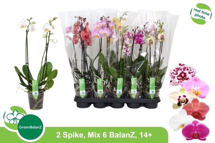 <h4>PHAL GEM 6 KL</h4>