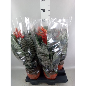 Aechmea   ...