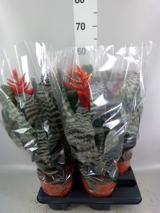 <h4>Aechmea   ...</h4>