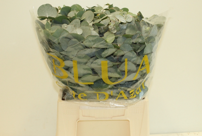 <h4>EUCA CINEREA</h4>