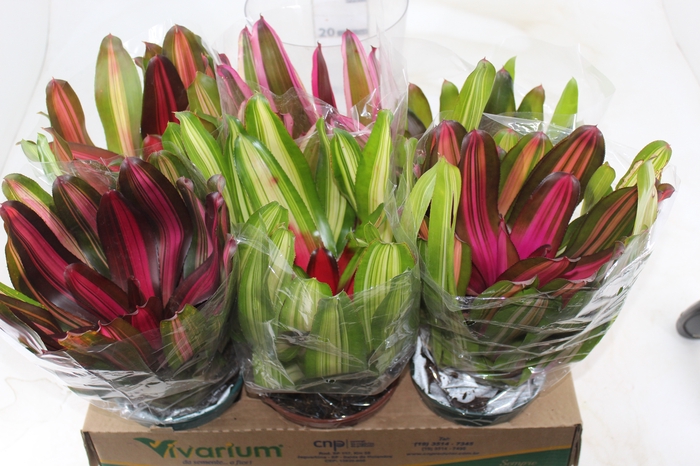 <h4>NEOREGELIA VARIADO P14</h4>