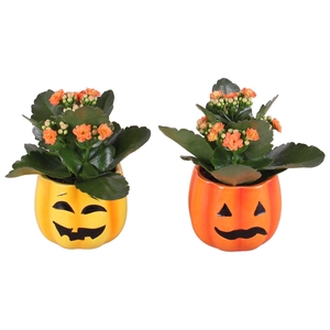 Halloween Arr. Indoor Ceramic Pumpkinhead Ø09cm 1PP
