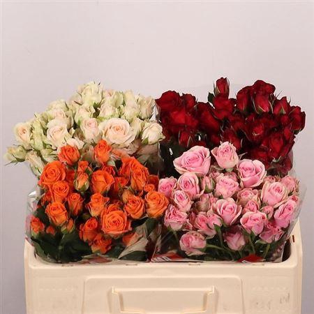 <h4>R Tr Gem In Fust</h4>