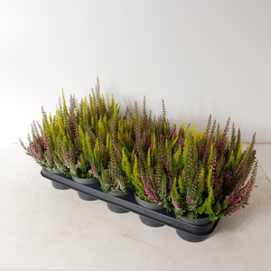 Calluna vulgaris 'Beauty Ladies' Twins P12
