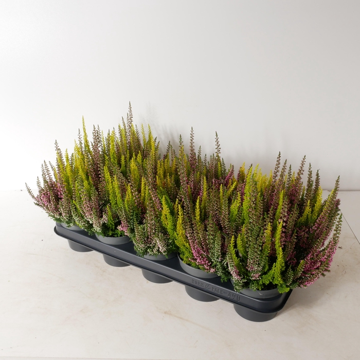 <h4>Calluna vulgaris 'Beauty Ladies' Twins P12</h4>