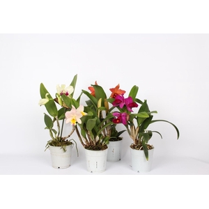 Cattleya