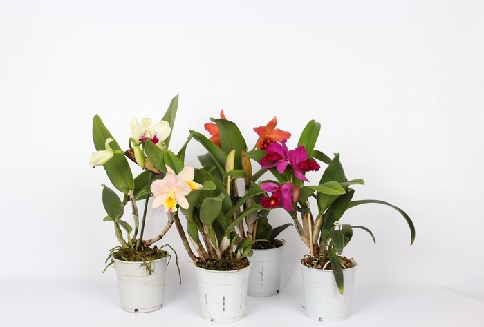 <h4>Cattleya</h4>
