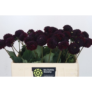 Dahlia Dark Prince