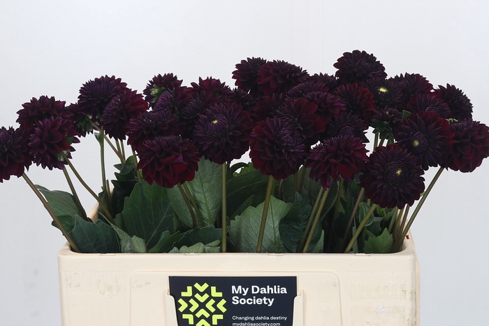 Dahlia Dark Prince
