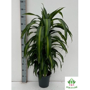 Dracaena fragrans Hawaiian Sunshine 21Ø 100cm 1pp