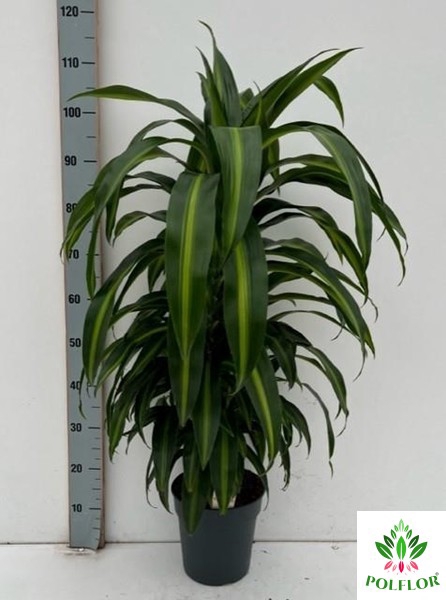 Dracaena fragrans Hawaiian Sunshine 21Ø 100cm 1pp