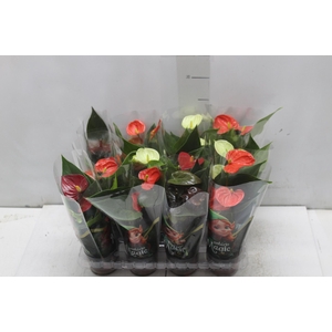 ANTHURIUM VARIADO P06
