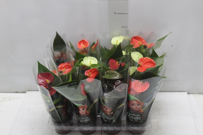 <h4>ANTHURIUM VARIADO P06</h4>