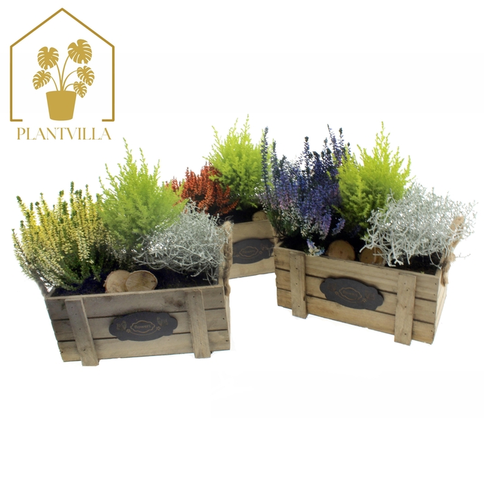 <h4>ARR TUINPLANTEN</h4>