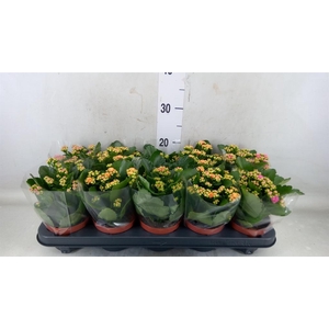 Kalanchoe blos.   ..rosebud mix  5