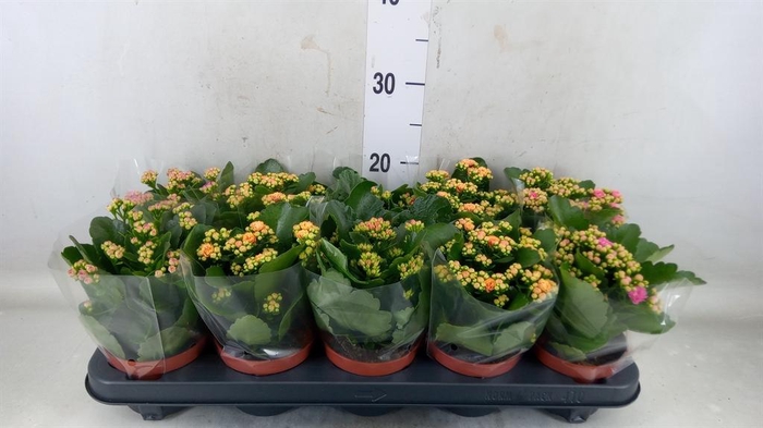 <h4>Kalanchoe blos. ..rosebud mix 5</h4>