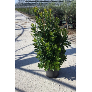 Arbutus unedo