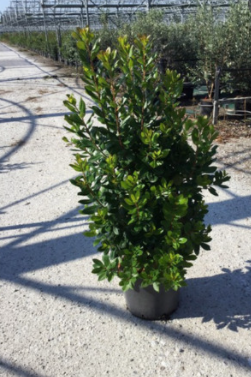 <h4>Arbutus unedo</h4>