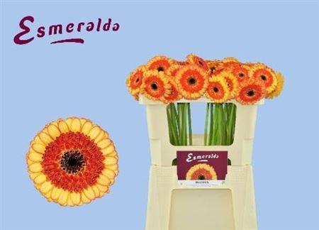 <h4>Ge Mi Decora 07 CM,(NL),MPS A,(20)</h4>