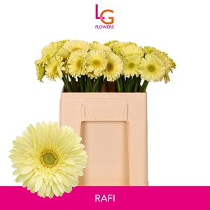 GE MI RAFI