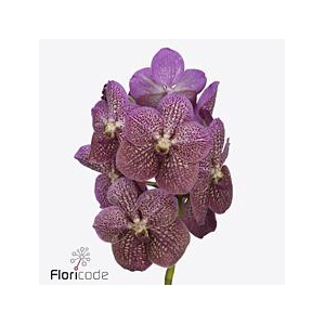 Vanda nitaya tropical punch