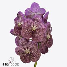 <h4>Vanda nitaya tropical punch</h4>