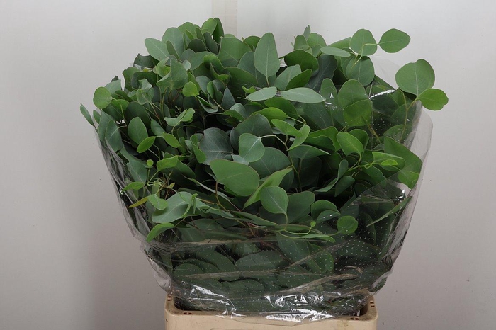 <h4>Euca Populus Blad Lang 400 Gr</h4>