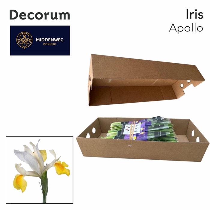 <h4>Iris Apollo Pre-Packed Decorum</h4>