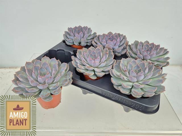 <h4>ECHEV SUMMER</h4>