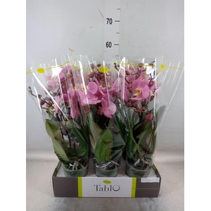 Phalaenopsis   ...rose