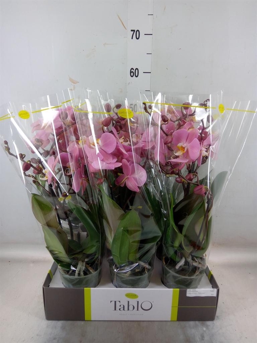 <h4>Phalaenopsis   ...rose</h4>