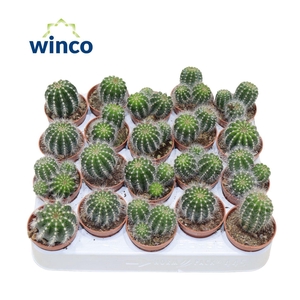 Notocactus Magnificus (group)